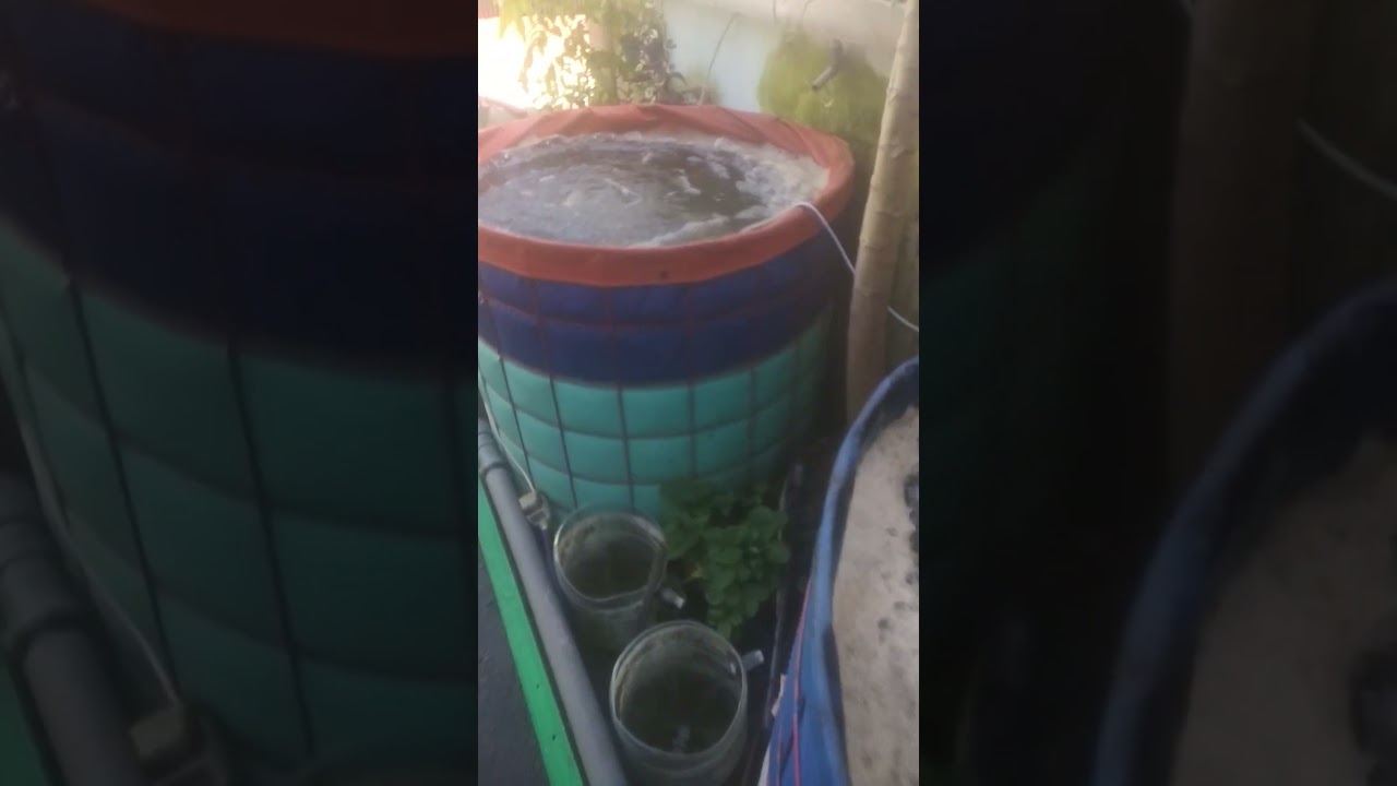 Nila sistem bioflok aerator jebo p50 untuk 2 kolam ukuran d1 