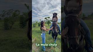 La mula chula #rdr2 #caballos #campomexicano #shortvideos #vaqueros #horse #mexicano #corridos #usa