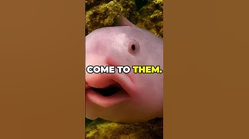 Is the Blobfish the World