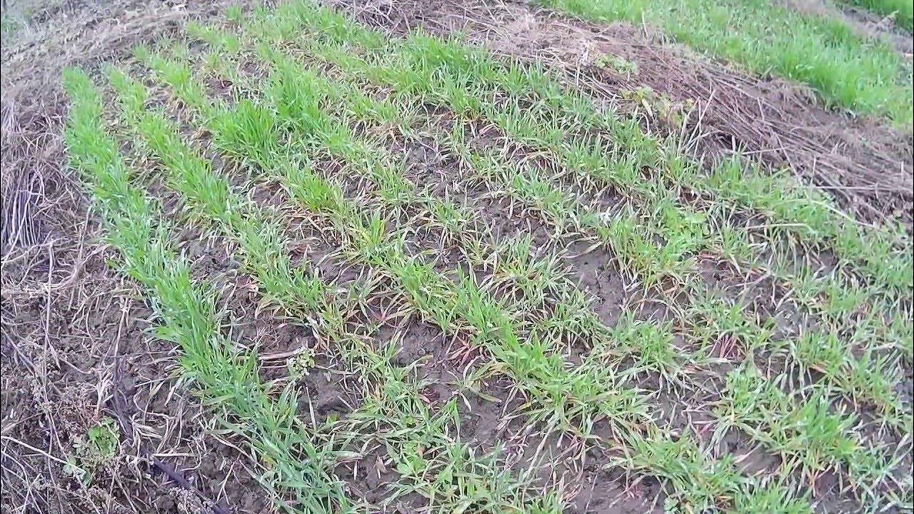 Горчица сидерат. Сидераты для огорода весной. Как сажать сидераты под зиму. Овес сидерат. Как сажать сидераты под зиму.