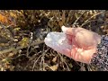 Смородина будет ОТЛИЧНАЯ! В октябре я сыплю под куст 2 стакана волшебной муки