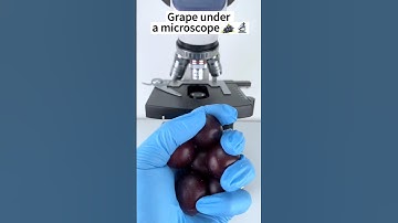 Grapes Under The Microscope #shorts #shortvideo #youtubeshorts #grape