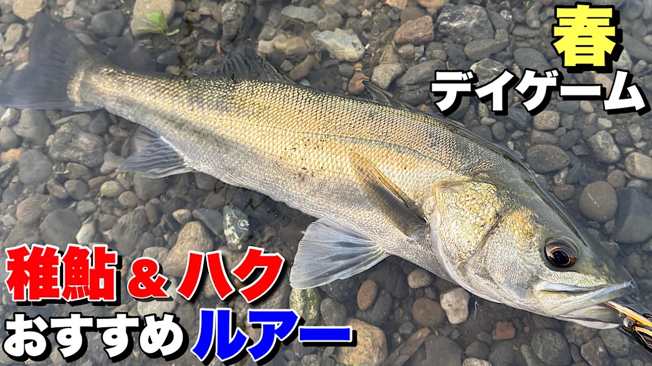 【春トップ！】スレたシーバスにおすすめルアー！