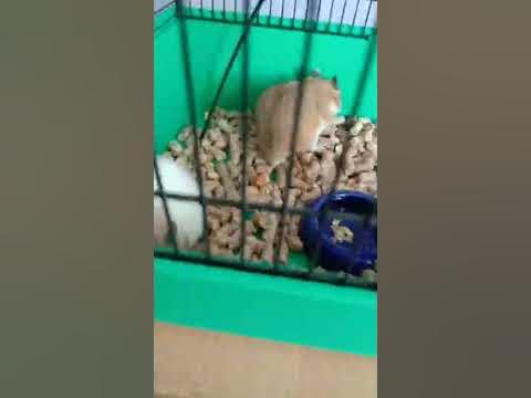хамики - YouTube