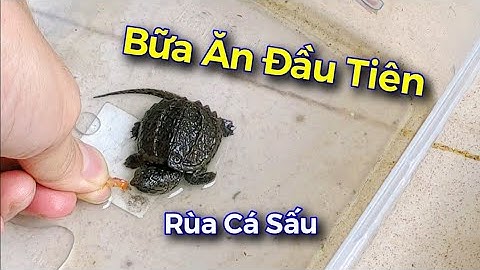 Vlog #64 | Ngày Thứ 2 | Cho Rùa Common Baby Ăn Bữa Ăn Đầu Tiên Của Mình