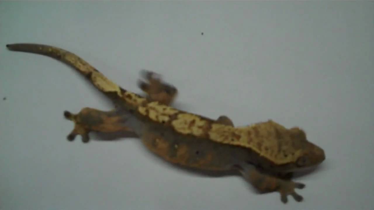 tarantula spider EYE POPPING FEMALE CRESTED GECKO