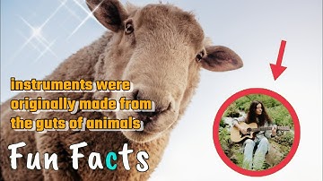 Did you know instrument strings were made from animals?