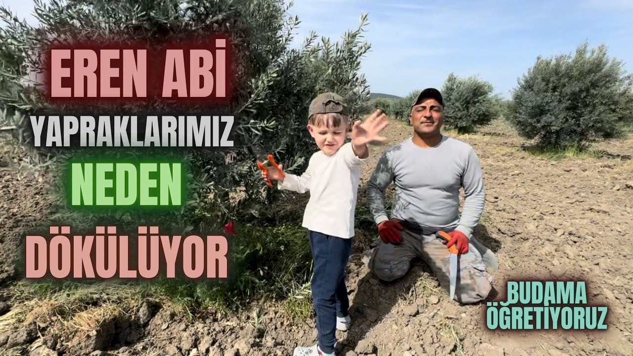 Zeytin Ağacı Neden Yaprak Döker? Halkalı Leke Nedir? #erenvural #budama #zeytinbudama