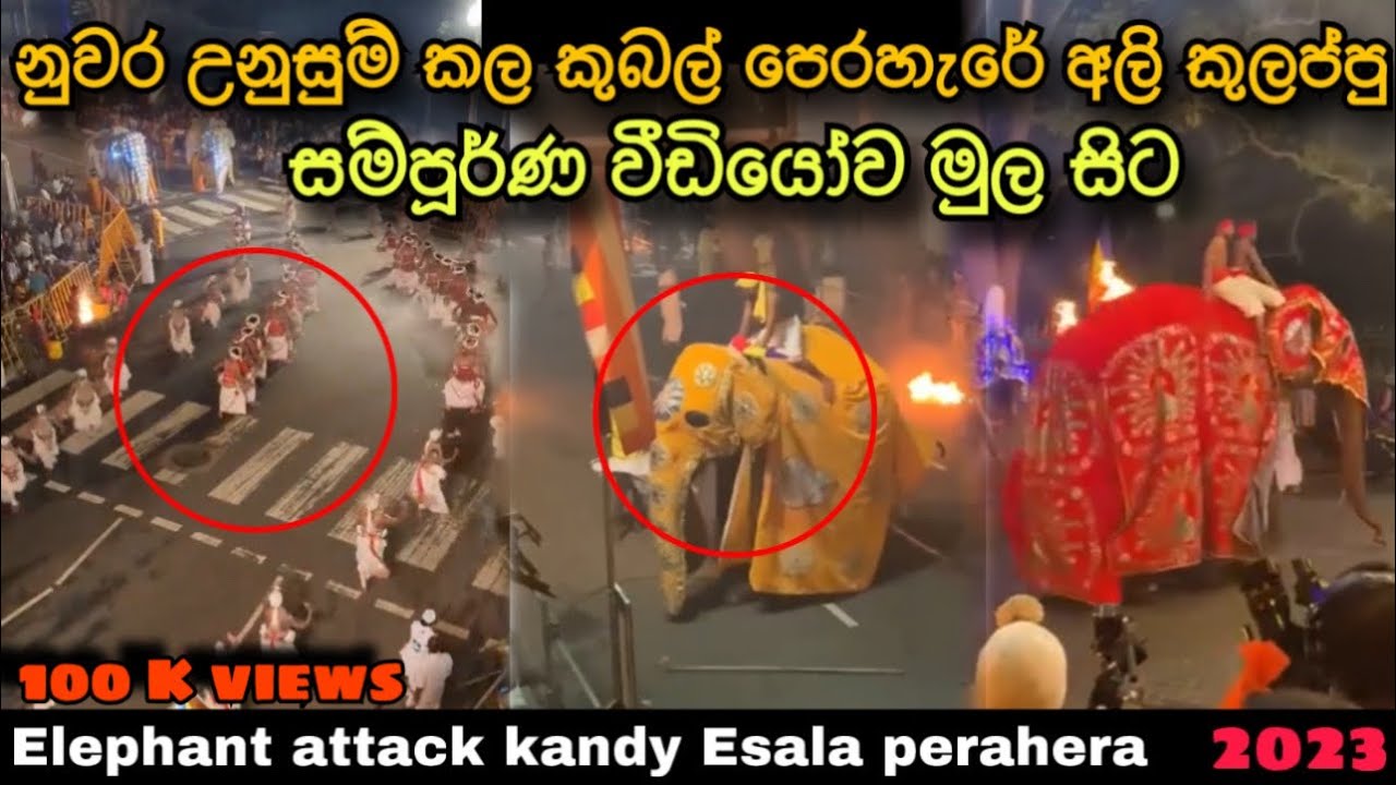 Watch An Elephant Go On A Rampage At The Kandy Esala Perahera Festival 2023 ! #elephant #attack #1m