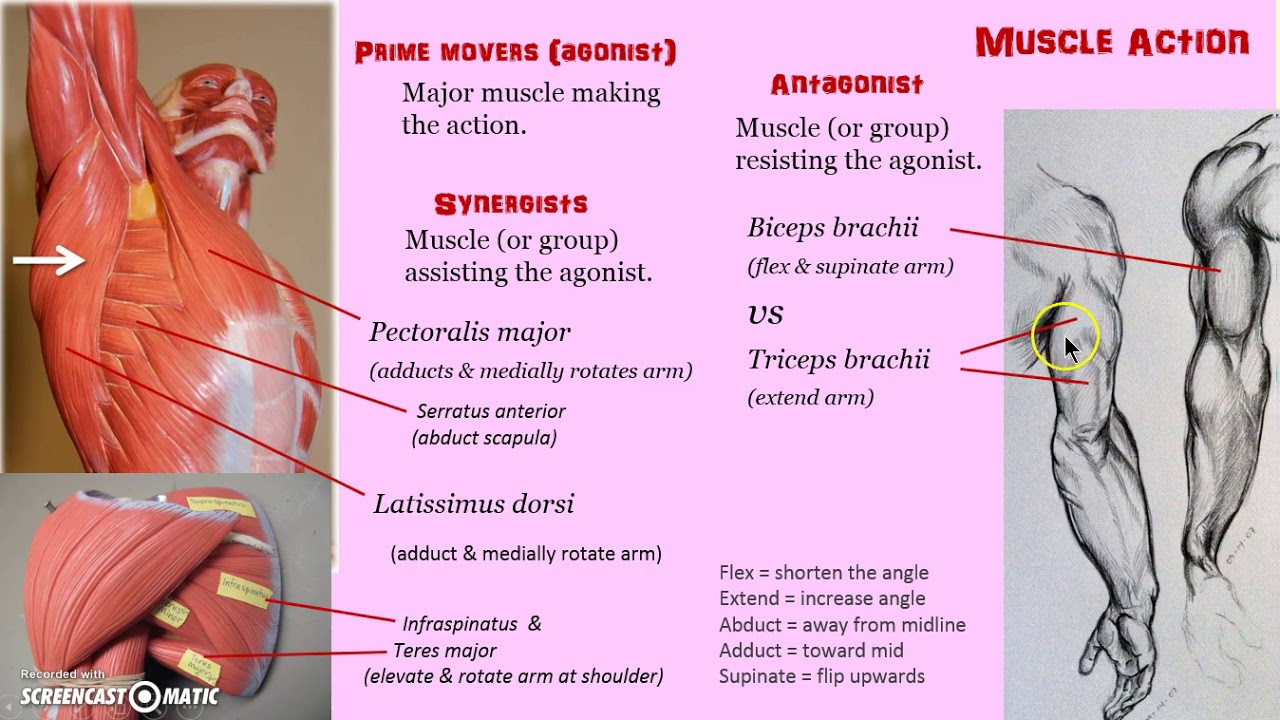 Muscle names and actions, dr madden - YouTube