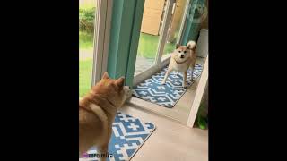 this shiba dog is angry for seeing first time of  mirror