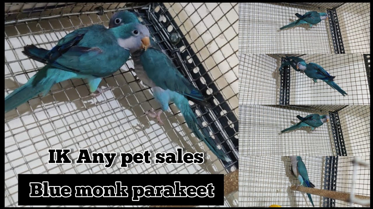 Blue monk parakeet Sales YouTube