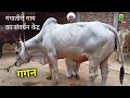 गंगातीरी गाय का संवर्धन केंद्र बक्सर बिहार में | Desi Cow Breeds | Gangatiri Cow Farm | Bipin Shingh