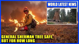 General Sherman tree safe, but for how long