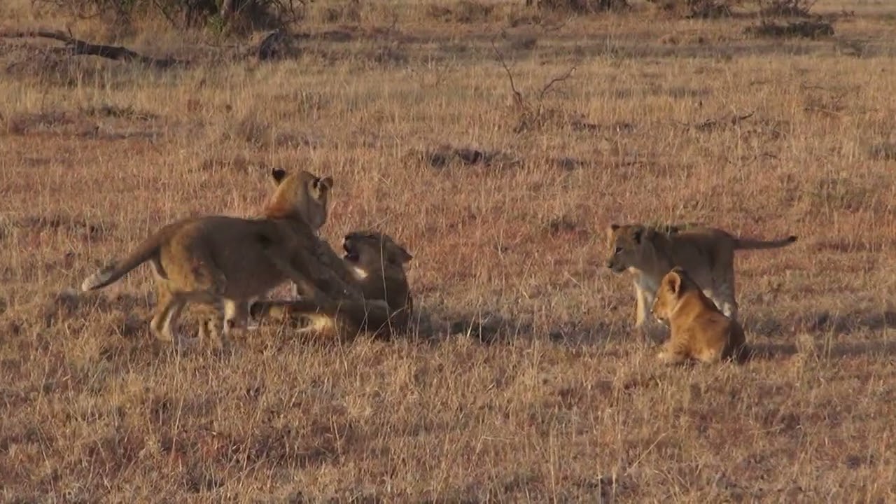 LION CUBS HUNTING SKILLS IN PLAY!!! #catfamily #lion #lioncubs @Tony