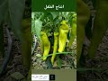 انتاج الفلفل زراعة الاسطح خضراوات حدائق منزلية 