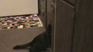 Teddy Bear knows where the cat food is... by DarkElfMairead 2,304 views 14 years ago 20 seconds