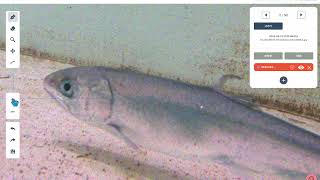 Ai Data Labeling With Labelpro