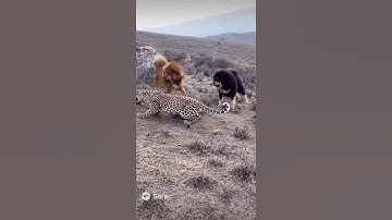 Three Tibetan Mastiffs vs Leopard – Wild Fight Caught on Camera