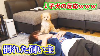 飼い主が突然倒れた時の子犬の反応が面白すぎたwww【ドッキリ】【トイプードル】【puppy】【toy poodle】