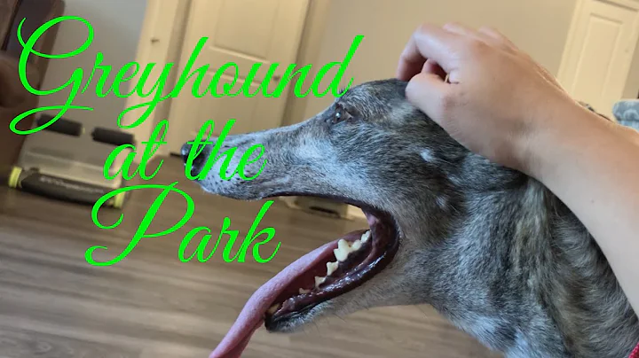 GREYHOUND AND WHIPPET AT THE DOG PARK