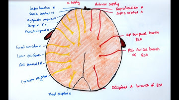 Blood Supply - Nerve Supply - Clinical Aspects of Scalp