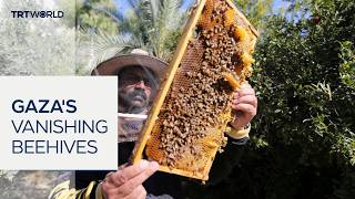 Gaza's beekeepers struggle to keep honey production alive amid war