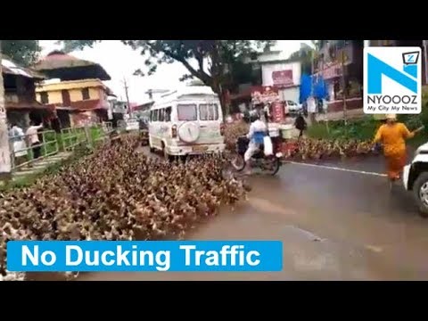 english news today live What the duck!! Flock of ducks brings traffic to a standstill in Kerala