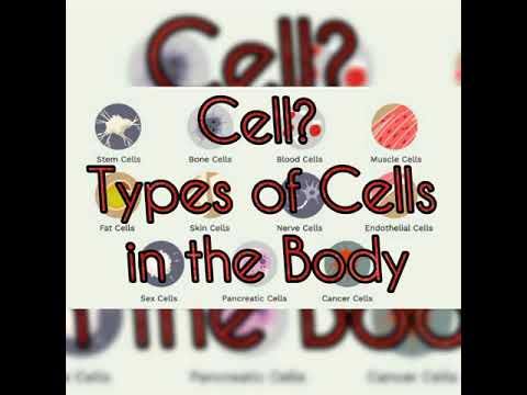शरीरातील पेशी आणि पेशींचे प्रकार | पेशी प्रकार | मानवी शरीरातील पेशींचे प्रकार