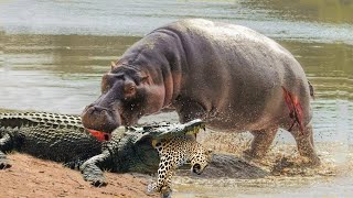 Top Times Crocodiles And Alligators Messed With The Wrong Opponent - Leopard, Jaguar, Elephant