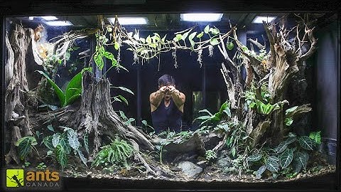 I Added a Tortoise Into My Giant Rainforest Vivarium