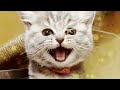 cat🥰可愛い❤メロメロなりますねぃ❤癒やされますねぃ🐈 cute cat relaxing video 🐈⬛It's cute and soothing.Healing of the soul