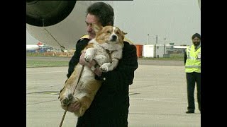 Queen Elizabeth's corgis get royal treatment at Heathrow Airport