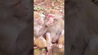 Monkey’s are just weird 😂😂 #animals #funny #cute #dog #monkeys #monkey #animal #fyp