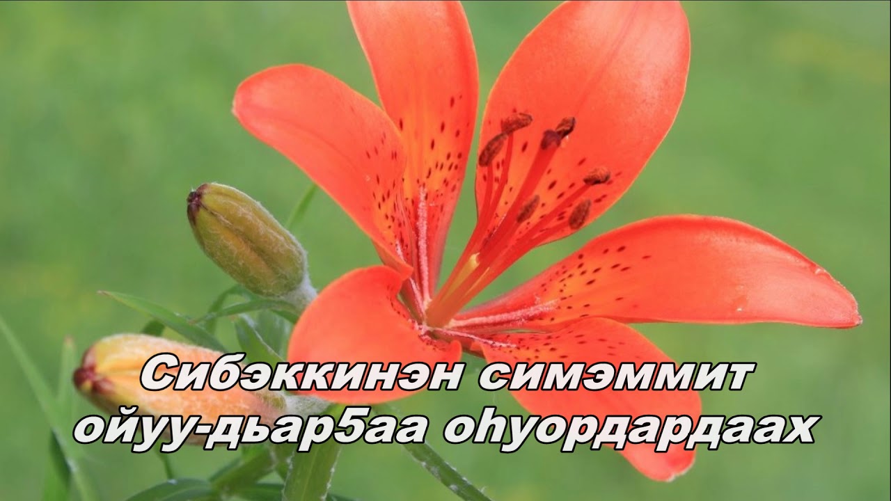 Сардана с днем рождения картинки