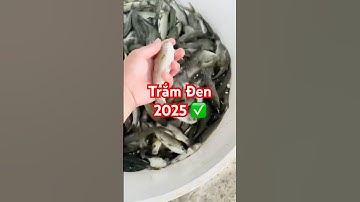 @giaheoupdate ✅ Giống Cá Trắm Đen mẫu đẹp mới nhất 2025 #cagiong 0962734709 Hải Phòng #giathuysan