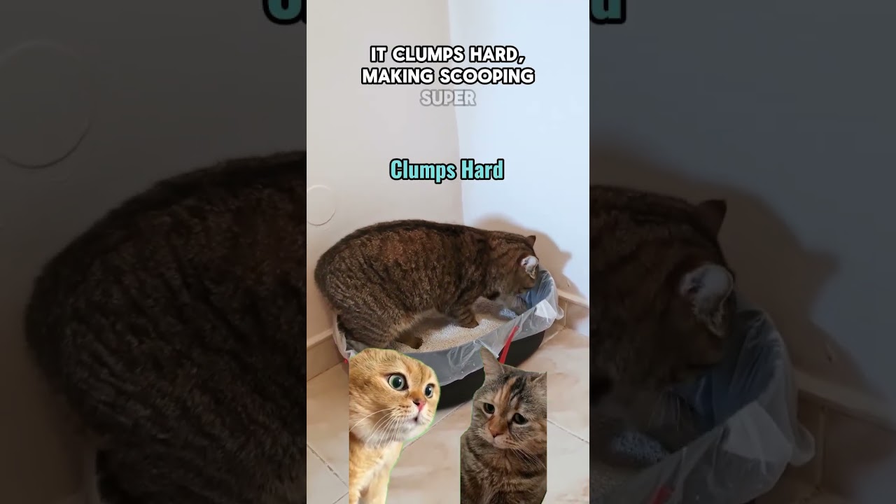 Best Cat Litter For Odor Control and Dust Free