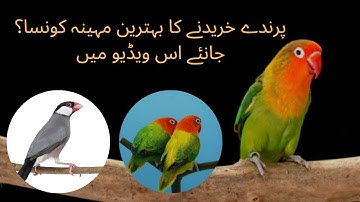 When Buy Bird / Kab apnay birds Khireeday #lovebird #javasparrow #javafinch