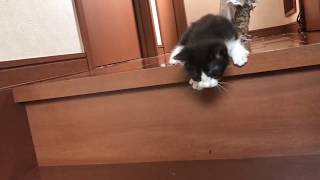 階段チャレンジに失敗した子猫
