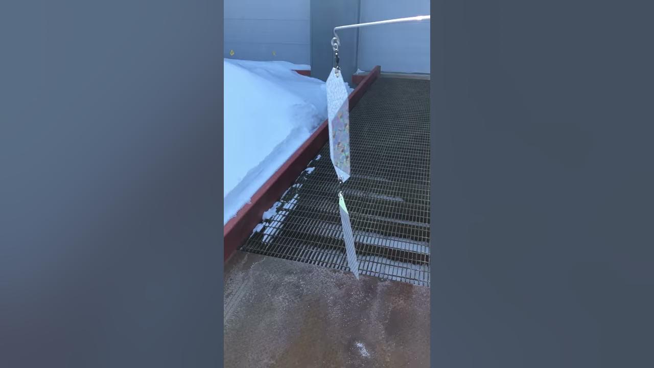 Demo of the Intimidator Bird Deterrent YouTube