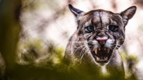 HOW TO SURVIVE A COUGAR ATTACK | Tech and Science |