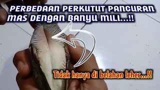 Perbedaan perkutut pancuran mas dengan banyu mili