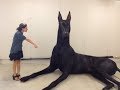 10 ANIMAIS GIGANTES QUE VOCÊ NÃO VAI ACREDITAR QUE EXISTEM