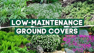 5 Low Maintenance Ground Cover Plants to Prevent Weeds 👍👌 \/\/ Part 3 💚