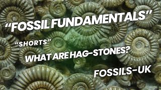 What is a Hagstone Fossil Fundamentals Shorts