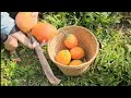 De la ferme au marché 🍅 Récolte de fruits et légumes frais | Vlog de la vie quotidienne#Récolte 