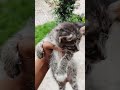 ingottu vadi pooche kochee😽😼😺😘#trending #viralshort #instareels #fypyoutube #catvideos #catvideos