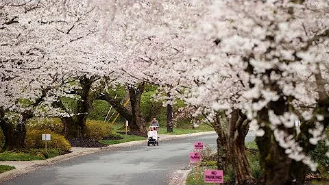 National Cherry Blossom Festival unveils hybrid plan for 2021