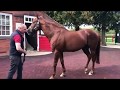 Pivotal  cheveley park stud   40000