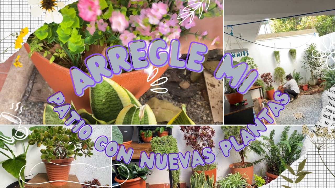 Parte 2. 🌱💐🪴 MÁS PLANTAS EN MI PATIO, TODO MÁS COLORIDO 🪴
